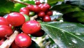 Farms of the best coffee in the world